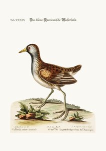 小さなアメリカの水の編、1749-73