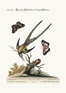 長い尾を持つ緑のハチドリ、1749-73