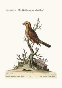黄頭のライネット、1749-73