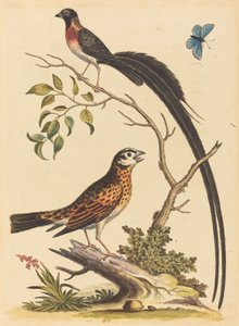 2 羽の鳥、1 羽は非常に尾羽が長く、青い蝶 作： George Edwards
