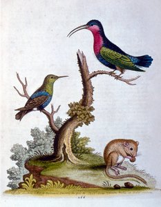 1750年、G・エドワーズによる珍しい鳥の本からの水彩イラスト。ジョージ・エドワーズ（1694-1773）はイギリスの博物学者、鳥類学者。ヨーロッパを広く旅し、博物学、特に鳥類を研究した。彼は次のような功績を残した。