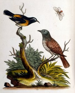 1750年、G・エドワーズによる珍しい鳥の本からの水彩イラスト。ジョージ・エドワーズ（1694-1773）はイギリスの博物学者、鳥類学者。ヨーロッパを広く旅し、博物学、特に鳥類を研究した。彼は次のような功績を残した。