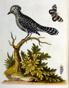 1750年、G・エドワーズによる珍しい鳥の本からの水彩イラスト。ジョージ・エドワーズ（1694-1773）はイギリスの博物学者、鳥類学者。ヨーロッパを広く旅し、博物学、特に鳥類を研究した。彼は次のような功績を残した。