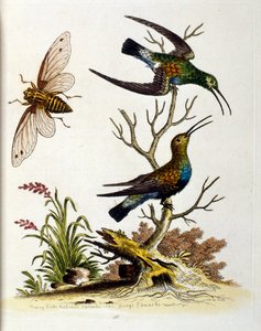 1750年、G・エドワーズによる珍しい鳥の本からの水彩イラスト。ジョージ・エドワーズ（1694-1773）はイギリスの博物学者、鳥類学者。ヨーロッパを広く旅し、博物学、特に鳥類を研究した。彼は次のような功績を残した。