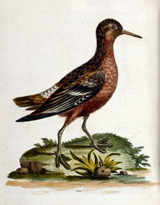 1750年、G・エドワーズによる珍しい鳥の本からの水彩イラスト。ジョージ・エドワーズ（1694-1773）はイギリスの博物学者、鳥類学者。ヨーロッパを広く旅し、博物学、特に鳥類を研究した。彼は次のような功績を残した。