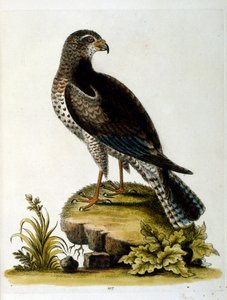 1750年、G・エドワーズによる珍しい鳥の本からの水彩イラスト。ジョージ・エドワーズ（1694-1773）はイギリスの博物学者、鳥類学者。ヨーロッパを広く旅し、博物学、特に鳥類を研究した。彼は次のような功績を残した。