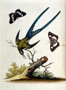 1750年、G・エドワーズによる珍しい鳥の本からの水彩イラスト。ジョージ・エドワーズ（1694-1773）はイギリスの博物学者、鳥類学者。ヨーロッパを広く旅し、博物学、特に鳥類を研究した。彼は次のような功績を残した。