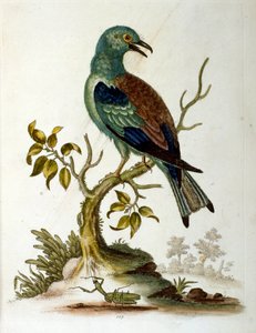 1750年、G・エドワーズによる珍しい鳥の本からの水彩イラスト。ジョージ・エドワーズ（1694-1773）はイギリスの博物学者、鳥類学者。ヨーロッパを広く旅し、博物学、特に鳥類を研究した。彼は次のような功績を残した。