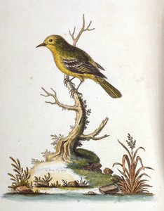 1750年、G・エドワーズによる珍しい鳥の本からの水彩イラスト。ジョージ・エドワーズ（1694-1773）はイギリスの博物学者、鳥類学者。ヨーロッパを広く旅し、博物学、特に鳥類を研究した。彼は次のような功績を残した。