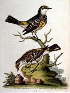1750年、G・エドワーズによる珍しい鳥の本からの水彩イラスト。ジョージ・エドワーズ（1694-1773）はイギリスの博物学者、鳥類学者。ヨーロッパを広く旅し、博物学、特に鳥類を研究した。彼は次のような功績を残した。
