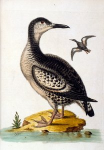 1750年、G・エドワーズによる珍しい鳥の本からの水彩イラスト。ジョージ・エドワーズ（1694-1773）はイギリスの博物学者、鳥類学者。ヨーロッパを広く旅し、博物学、特に鳥類を研究した。彼は次のような功績を残した。
