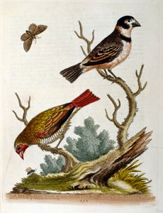 1750年、G・エドワーズによる珍しい鳥の本からの水彩イラスト。ジョージ・エドワーズ（1694-1773）はイギリスの博物学者、鳥類学者。ヨーロッパを広く旅し、博物学、特に鳥類を研究した。彼は次のような功績を残した。