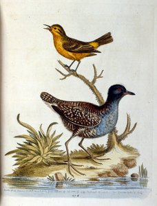 1750年、G・エドワーズによる珍しい鳥の本からの水彩イラスト。ジョージ・エドワーズ（1694-1773）はイギリスの博物学者、鳥類学者。ヨーロッパを広く旅し、博物学、特に鳥類を研究した。彼は次のような功績を残した。