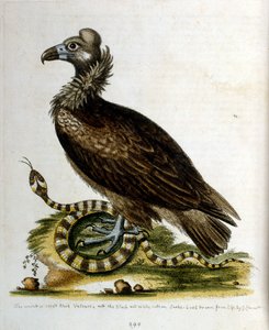 1750年、G・エドワーズによる珍しい鳥の本からの水彩イラスト。ジョージ・エドワーズ（1694-1773）はイギリスの博物学者、鳥類学者。ヨーロッパを広く旅し、博物学、特に鳥類を研究した。彼は次のような功績を残した。 作： ジョージ・エドワーズ