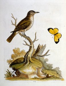 1750年、G・エドワーズによる珍しい鳥の本からの水彩イラスト。ジョージ・エドワーズ（1694-1773）はイギリスの博物学者、鳥類学者。ヨーロッパを広く旅し、博物学、特に鳥類を研究した。彼は次のような功績を残した。