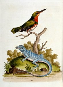 1750年、G・エドワーズによる珍しい鳥の本からの水彩イラスト。ジョージ・エドワーズ（1694-1773）はイギリスの博物学者、鳥類学者。ヨーロッパを広く旅し、博物学、特に鳥類を研究した。彼は次のような功績を残した。