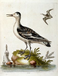 1750年、G・エドワーズによる珍しい鳥の本からの水彩イラスト。ジョージ・エドワーズ（1694-1773）はイギリスの博物学者、鳥類学者。ヨーロッパを広く旅し、博物学、特に鳥類を研究した。彼は次のような功績を残した。