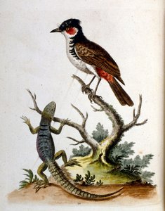 1750年、G・エドワーズによる珍しい鳥の本からの水彩イラスト。ジョージ・エドワーズ（1694-1773）はイギリスの博物学者、鳥類学者。ヨーロッパを広く旅し、博物学、特に鳥類を研究した。彼は次のような功績を残した。