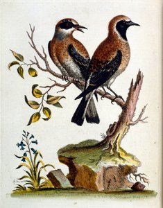 1750年、G・エドワーズによる珍しい鳥の本からの水彩イラスト。ジョージ・エドワーズ（1694-1773）はイギリスの博物学者、鳥類学者。ヨーロッパを広く旅し、博物学、特に鳥類を研究した。彼は次のような功績を残した。