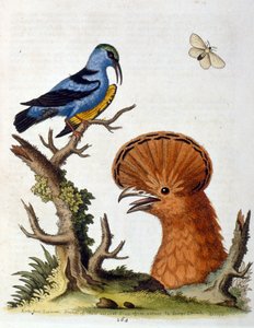 1750年、G・エドワーズによる珍しい鳥の本からの水彩イラスト。ジョージ・エドワーズ（1694-1773）はイギリスの博物学者、鳥類学者。ヨーロッパを広く旅し、博物学、特に鳥類を研究した。彼は次のような功績を残した。