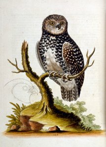 1750年、G・エドワーズによる珍しい鳥の本からの水彩イラスト。ジョージ・エドワーズ（1694-1773）はイギリスの博物学者、鳥類学者。ヨーロッパを広く旅し、博物学、特に鳥類を研究した。彼は次のような功績を残した。 作： George Edwards