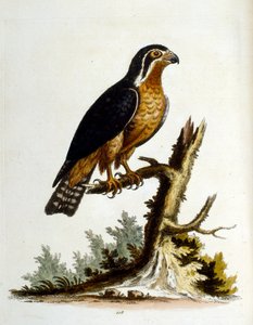 1750年、G・エドワーズによる珍しい鳥の本からの水彩イラスト。ジョージ・エドワーズ（1694-1773）はイギリスの博物学者、鳥類学者。ヨーロッパを広く旅し、博物学、特に鳥類を研究した。彼は次のような功績を残した。