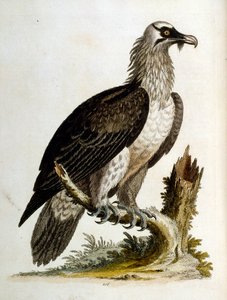 1750年、G・エドワーズによる珍しい鳥の本からの水彩イラスト。ジョージ・エドワーズ（1694-1773）はイギリスの博物学者、鳥類学者。ヨーロッパを広く旅し、博物学、特に鳥類を研究した。彼は次のような功績を残した。 作： George Edwards