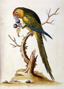 1750年、G・エドワーズによる珍しい鳥の本からの水彩イラスト。ジョージ・エドワーズ（1694-1773）はイギリスの博物学者、鳥類学者。ヨーロッパを広く旅し、博物学、特に鳥類を研究した。彼は次のような功績を残した。