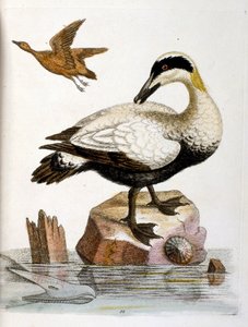 1750年、G・エドワーズによる珍しい鳥の本からの水彩イラスト。ジョージ・エドワーズ（1694-1773）はイギリスの博物学者、鳥類学者。ヨーロッパを広く旅し、博物学、特に鳥類を研究した。彼は次のような功績を残した。 作： George Edwards