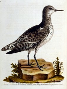1750年、G・エドワーズによる珍しい鳥の本からの水彩イラスト。ジョージ・エドワーズ（1694-1773）はイギリスの博物学者、鳥類学者。ヨーロッパを広く旅し、博物学、特に鳥類を研究した。彼は次のような功績を残した。