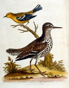 1750年、G・エドワーズによる珍しい鳥の本からの水彩イラスト。ジョージ・エドワーズ（1694-1773）はイギリスの博物学者、鳥類学者。ヨーロッパを広く旅し、博物学、特に鳥類を研究した。彼は次のような功績を残した。