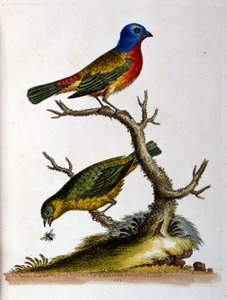 1750年、G・エドワーズによる珍しい鳥の本からの水彩イラスト。ジョージ・エドワーズ（1694-1773）はイギリスの博物学者、鳥類学者。ヨーロッパを広く旅し、博物学、特に鳥類を研究した。彼は次のような功績を残した。