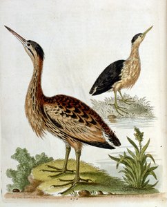 1750年、G・エドワーズによる珍しい鳥の本からの水彩イラスト。ジョージ・エドワーズ（1694-1773）はイギリスの博物学者、鳥類学者。ヨーロッパを広く旅し、博物学、特に鳥類を研究した。彼は次のような功績を残した。