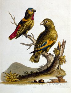 1750年、G・エドワーズによる珍しい鳥の本からの水彩イラスト。ジョージ・エドワーズ（1694-1773）はイギリスの博物学者、鳥類学者。ヨーロッパを広く旅し、博物学、特に鳥類を研究した。彼は次のような功績を残した。