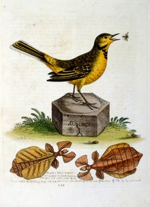 1750年、G・エドワーズによる珍しい鳥の本からの水彩イラスト。ジョージ・エドワーズ（1694-1773）はイギリスの博物学者、鳥類学者。ヨーロッパを広く旅し、博物学、特に鳥類を研究した。彼は次のような功績を残した。