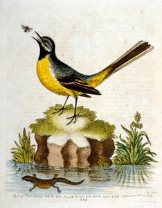1750年、G・エドワーズによる珍しい鳥の本からの水彩イラスト。ジョージ・エドワーズ（1694-1773）はイギリスの博物学者、鳥類学者。ヨーロッパを広く旅し、博物学、特に鳥類を研究した。彼は次のような功績を残した。 作： ジョージ・エドワーズ