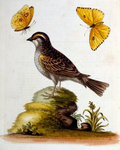 1750年、G・エドワーズによる珍しい鳥の本からの水彩イラスト。ジョージ・エドワーズ（1694-1773）はイギリスの博物学者、鳥類学者。ヨーロッパを広く旅し、博物学、特に鳥類を研究した。彼は次のような功績を残した。