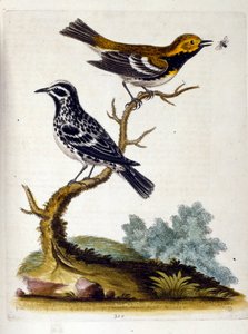 1750年、G・エドワーズによる珍しい鳥の本からの水彩イラスト。ジョージ・エドワーズ（1694-1773）はイギリスの博物学者、鳥類学者。ヨーロッパを広く旅し、博物学、特に鳥類を研究した。彼は次のような功績を残した。