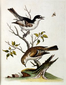 1750年、G・エドワーズによる珍しい鳥の本からの水彩イラスト。ジョージ・エドワーズ（1694-1773）はイギリスの博物学者、鳥類学者。ヨーロッパを広く旅し、博物学、特に鳥類を研究した。彼は次のような功績を残した。