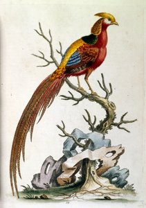 1750年、G・エドワーズによる珍しい鳥の本からの水彩イラスト。ジョージ・エドワーズ（1694-1773）はイギリスの博物学者、鳥類学者。ヨーロッパを広く旅し、博物学、特に鳥類を研究した。彼は次のような功績を残した。