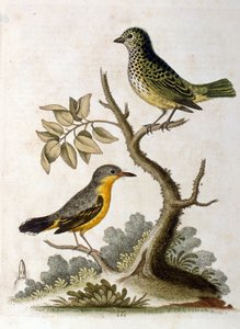 1758年、G・エドワーズによる3本足のナマケモノの水彩画。ジョージ・エドワーズ（1694-1773）はイギリスの博物学者、鳥類学者。ヨーロッパを広く旅し、博物学、特に鳥類を研究した。彼は次のような評価を得た。