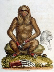 1758年、G・エドワーズによる3本足のナマケモノの水彩画。ジョージ・エドワーズ（1694-1773）はイギリスの博物学者、鳥類学者。ヨーロッパを広く旅し、博物学、特に鳥類を研究した。彼は次のような評価を得た。 作： ジョージ・エドワーズ