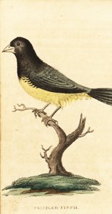 黄色い腹のタネクイ、Sporophila nigricollis、1800年（彫刻） 作： George Edwards