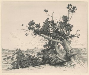 砂漠の杉、ニューメキシコ州 作： George Elbert Burr