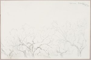 オリーブ--フィエソール 作： George Elbert Burr