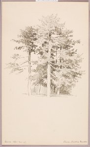 松、パブリック・ガーデン 作： George Elbert Burr