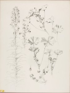 無題（植物学的研究） 作： George Elbert Burr