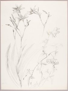 無題（植物学的研究） 作： George Elbert Burr