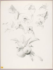 無題（植物学的研究） 作： George Elbert Burr