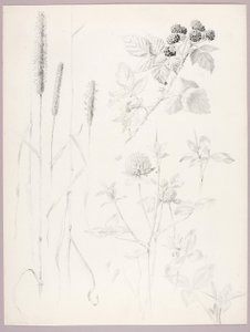 無題（キャットテイル、クローバー、ブラックベリー） 作： George Elbert Burr